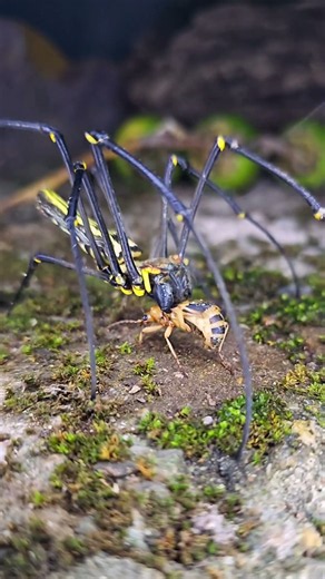 Spider vs. Bombardier Beetle
