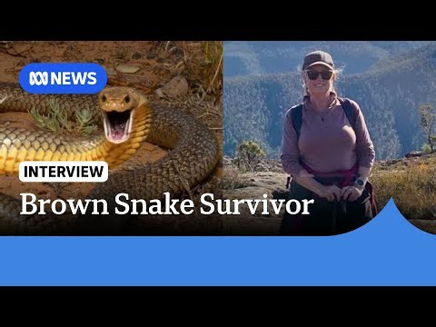Hiker survives brown snake bite after multi-agency antivenom delivery | ABC NEWS