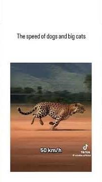 The speed of dogs and big cats