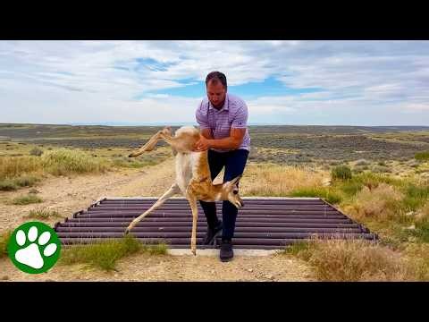 Pronghorn Desperately Stuck – What Happens Next Will Amaze You