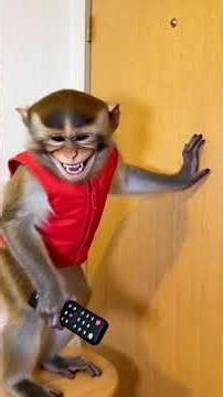 Sneaky Monkey & Color Explosion Trap! 💥🐒 Hidden Camera Prank