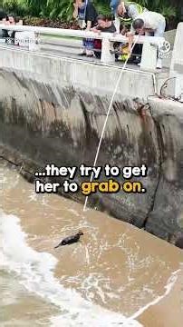 Strangers unite to save a drowning kitten
