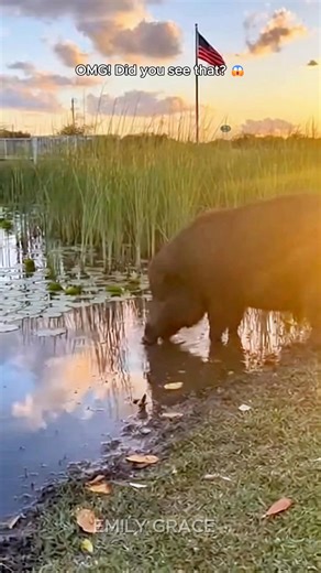 I swear this was just supposed to be a peaceful afternoon near Orlando, Florida… and then BOOM 💥 the water literally exploded. One second a wild hog is drinking, the next a full-size alligator launches like a missile and drags it under in the blink of an eye. You can hear sirens in the distance, see the US flag flapping on the dock, and feel the panic as I stumble back shaking. Nature in Florida does NOT warn you—it just hits fast and hard. Absolute chaos, pure shock, and a moment I’ll never fo