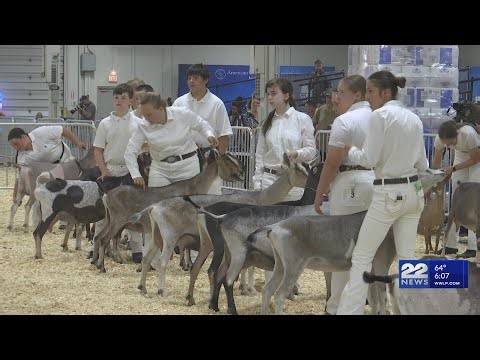 National Dairy Goat Show debuts at Eastern States Exposition