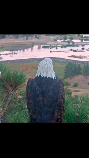 Big Bear Bald Eagle Cam: Shadow Turns Around — Eagle Moments
