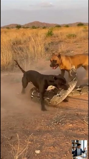 Feral Dogs vs Python Raw Wildlife Fight Caught on Visitor Camera