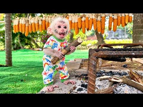 Mischievous Baby Monkey Lala Carries Firewood And Gets Her Face All Dirty