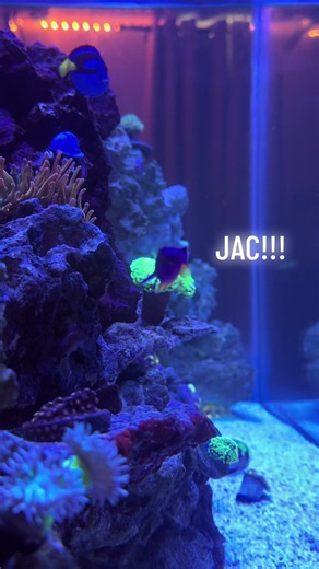 You hired Jacques from Finding Nemo to run your cleaning crew. 🦐✨ “Oui, oui… la mer! Voilà!” 😂#findingnemo #reeftank #shrimp #fyp #reeflounge
