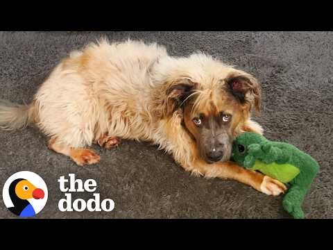 Long-haired Pittie Returned To Shelter Six Times Helps Mom Stay Sober | The Dodo