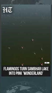 Flamingos Descend On Sambhar Lake, Creating Striking Pink Landscape | #shorts