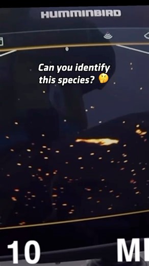 Can you identify the fish species from this MEGA Live 2 return? 👀 #Humminbird 🎥 @humminbirditalia | #MEGALive2 | Humminbird