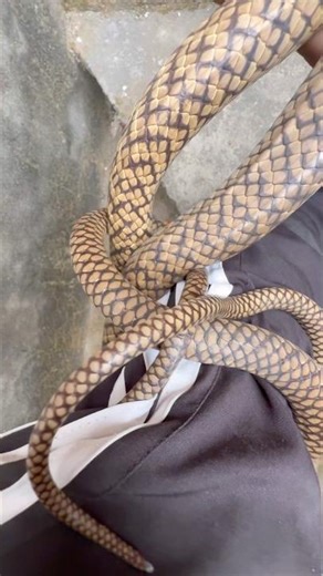 #snake #snakebite #viral #snakevideo #trend #animals #wildlife #ratsnake@chitransh_Bhai2.0 #shorts