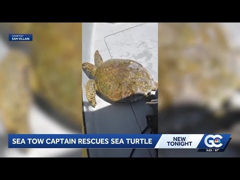 Sea Tow captain steps in to save struggling green sea turtle off Florida's Gulf Coast