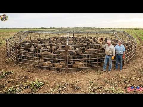 🔴 How Did Texas Farmers Catch Hundreds Of Wild Boars? - Fields Saved From A Rampaging Wild Boar Herd