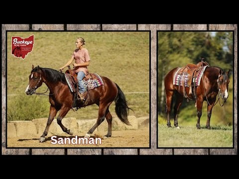 Sandman 6 Yr | AQHA | 14.2 Hand | Bay | Gelding | Trail Ready | For Sale | Private Sale |