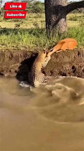 Leopard Hunting in the Wild 🐆 | Silent Predator Strikes Fast!