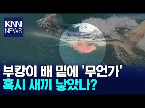 국민 상어 부캉이, 새끼 낳았나 / KNN
