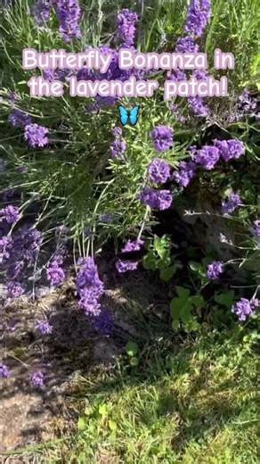 Butterfly Bonanza in the Lavender Patch #garden #katia_plantscientist #gardening #flowers