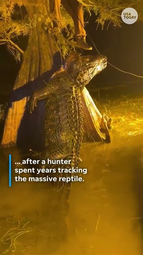 See 844 pound alligator, 'Snaggletooth,' caught in South Carolina