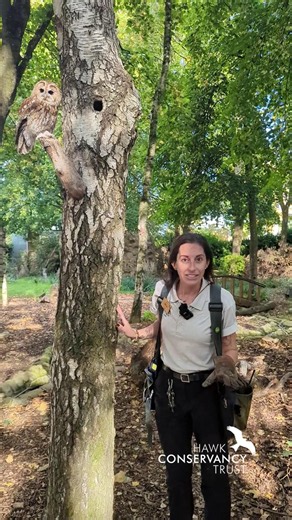 We’re busting owl myths all through the spooky season! 👻🦉 Joining us for our first myth-busting instalment is Bird Team member Jillian and Troy the Tawny Owl, who are here to separate fact from fiction and uncover the truth behind some of the most common owl legends. Do you know any spooky owl stories or myths? Share them in the comments below and we might feature them in a future myth-busting post! ✨🦉 #SpookySeason #OwlMyths #TawnyOwl #MythBusting #OwlLegends