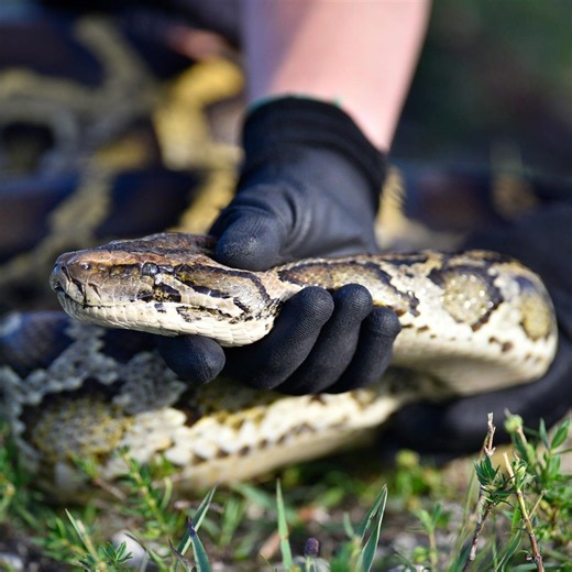 Can I bet on the Florida Python Challenge? Gambling site offers it