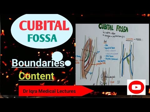 Cubital Fossa Anatomy | Boundaries || Contents || Dr iqra medical lectures