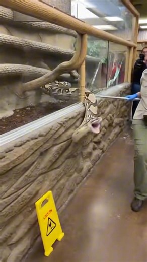 A massive python suddenly smashes through a glass enclosure during a feeding, shocking everyone watching. #snake #viral #animals #caughtoncamera #fyp #viralvideo | Alex Heredia