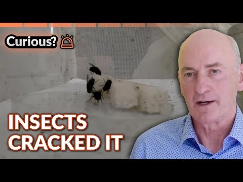 Insects Solved The Murder Forensic Entomology | Expert Witness