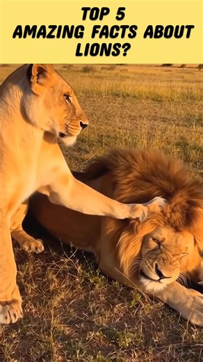Top 5 Amazing Facts About Lions 🦁 | Crazy Lion Facts #shorts