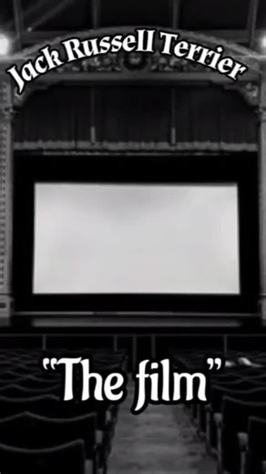 Jack Russell Terrier: History and Characteristics