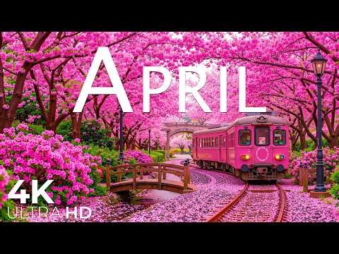 Flowers in April 4K – Early Spring 2026 🌸 When Nature Blooms, Cherry Blossoms & Tulip Fields