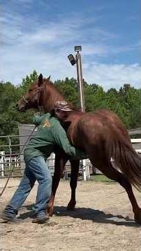 Why is the horse's color different? 😳😲 The house... #60Show_with_Dr_Hatem_Sitteen