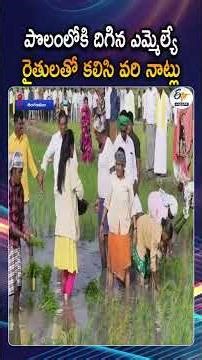 Shinganamala MLA Bandaru Sravani Planted Paddy Seedlings Along With The Farmers | Ananthapuram