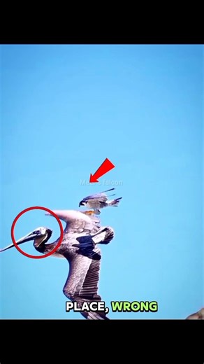 peregrine falcon vs pelican dangerous seen ☠️