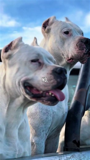 Top 5 Powerful Dogs Most People Underestimate