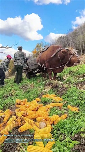 黄金の実を荷車へ運ぶ：牛と人が分ける収穫の力