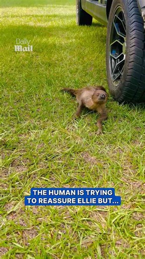 Baby sloth reacts adorably to touching grass for the first time
