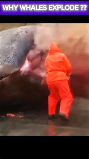 Why Do Whales Explode??