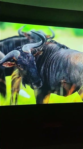 EPSON EH-TW750 ANSI 3400 LUMENS 3LCD 1080P CINEMA PROJECTOR AVAILABLE BHOPAL CALL ME 8602789262