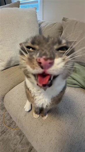 Rigbycatcore: Funny Silly Cat Clips and Cute Cat Moments