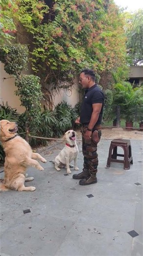 golden Retriever vs labrador puppy Training 😘 #dog #goldenretriever #labrador #shorts #dogtraining