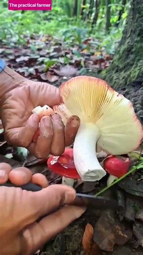 🍄🪵 Harvest Red Mushrooms: Hand Cutting Wild Mushrooms into Woven Basket