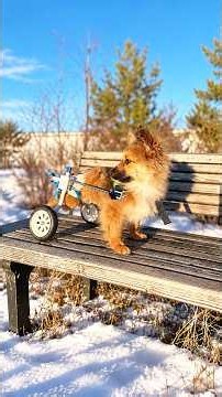 Tiny Disabled Puppy Never Gives Up and Finds a Family who Loves Her Unconditionally