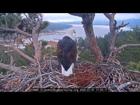 Big Bear Bald Eagle 07.01.2026 16:53