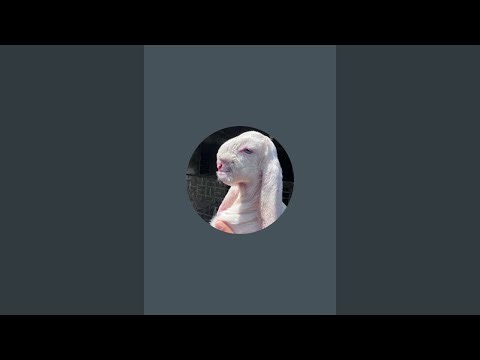 kgn goat world is live