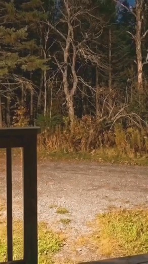 Maksim Volkov on Instagram: "Stories of UFO and alien encounters range from sightings of lights in the sky to reports of abductions. Witnesses describe their sensations as follows: Paralysis and numbness; many report a sudden inability to move, often accompanied by a sensation of "electrical" tingling or vibration throughout the body. Witnesses describe bright flashes (often orange or blue), a humming, buzzing, or ringing in the ears before contact. Some mention a sensation of "waves" or "energy