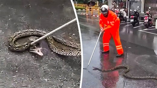 Thai traffic cop wrestles giant python off busy road