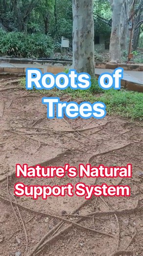 Nature’s Natural Support System: Rootsbof Tree #planmystudy #biology #plants #trees