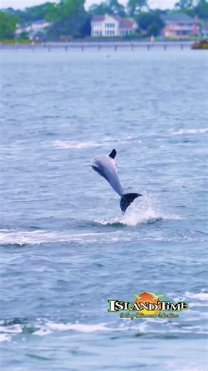 🐬 90-Minute Dolphin Watch on The Islander 🌊