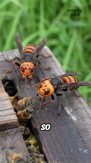 Why Do Hornets and Honeybees Always Fight? 🐝⚔️🐝